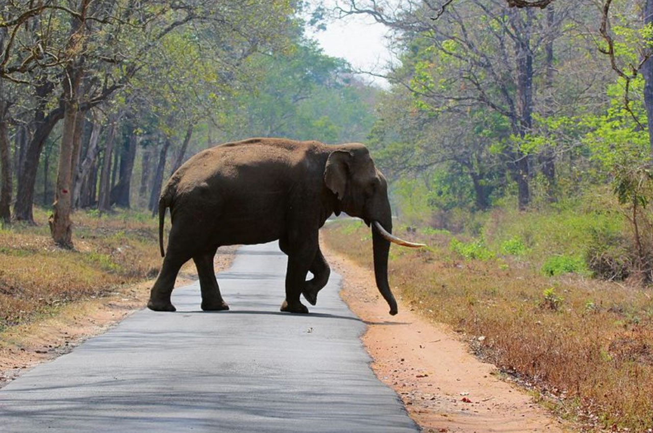 Punjab Approves First-Ever Wildlife Corridor in ₹2,000 Cr Zirakpur Bypass Project