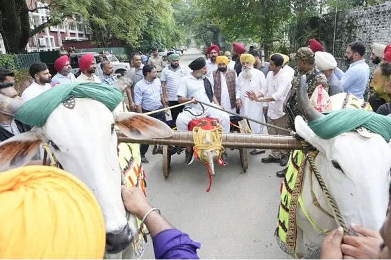 Bullock Cart Racing