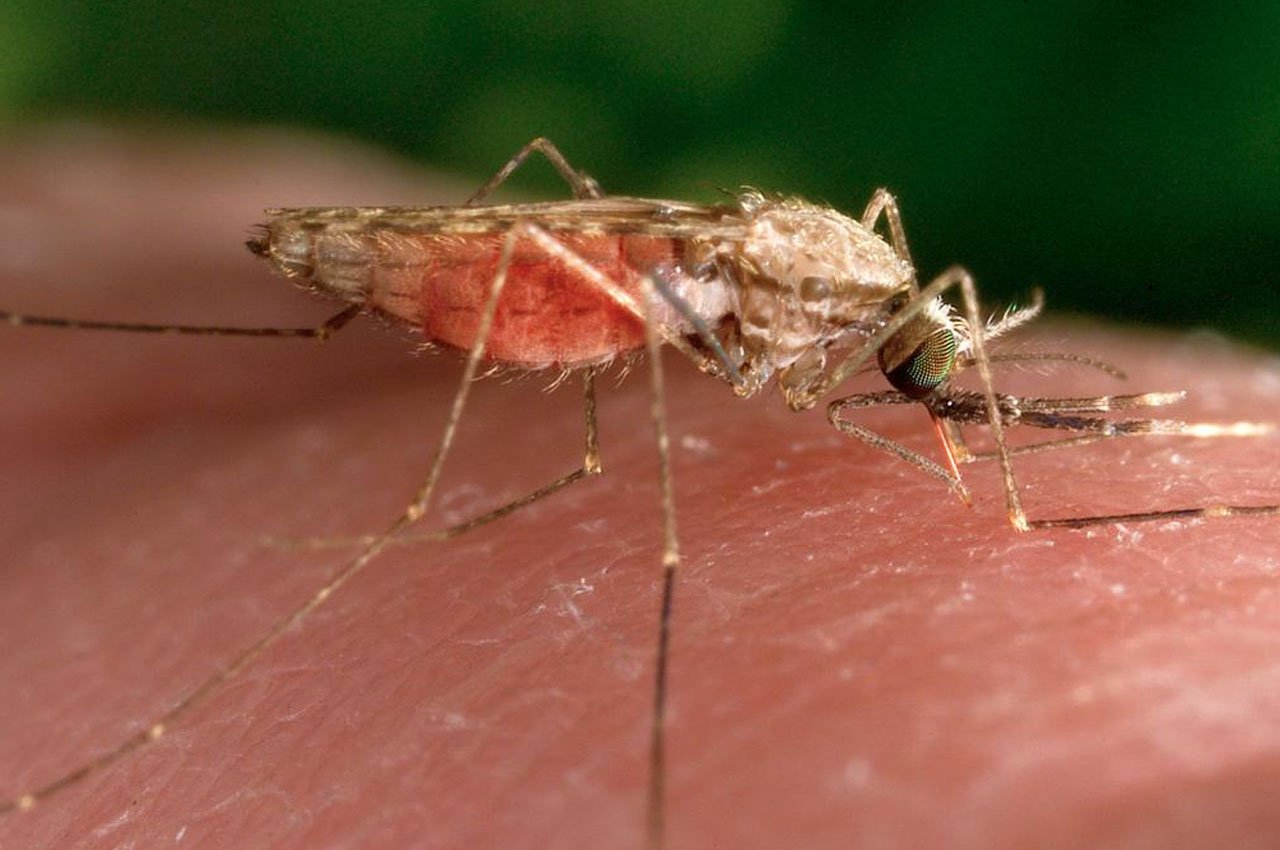 Swissmedic Approves World’s First Malaria Drug