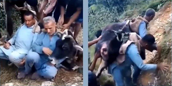 Two Brothers, One Ailing Cow, and a 3 km Trek Through Treacherous Mountain Paths